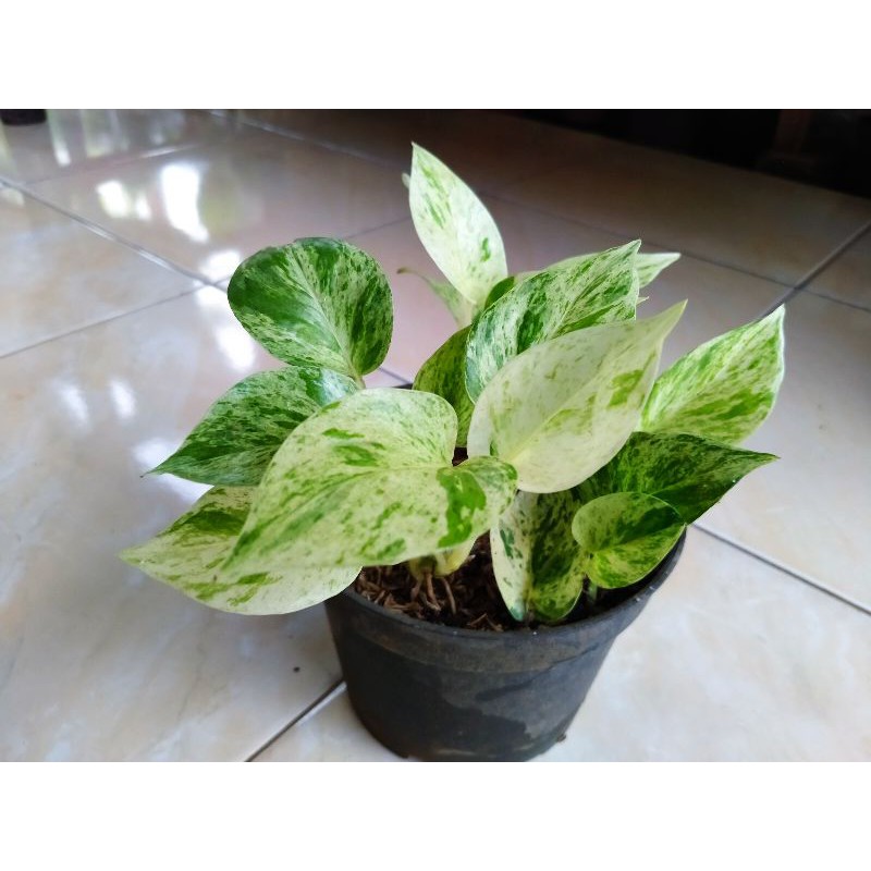 TANAMAN HIAS SIRIH GADING VARIGATA (SIRIH PUTIH)