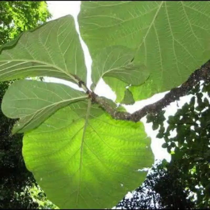 

promo daun jati segar di ambli langsung saat orderan masuk 1 kg