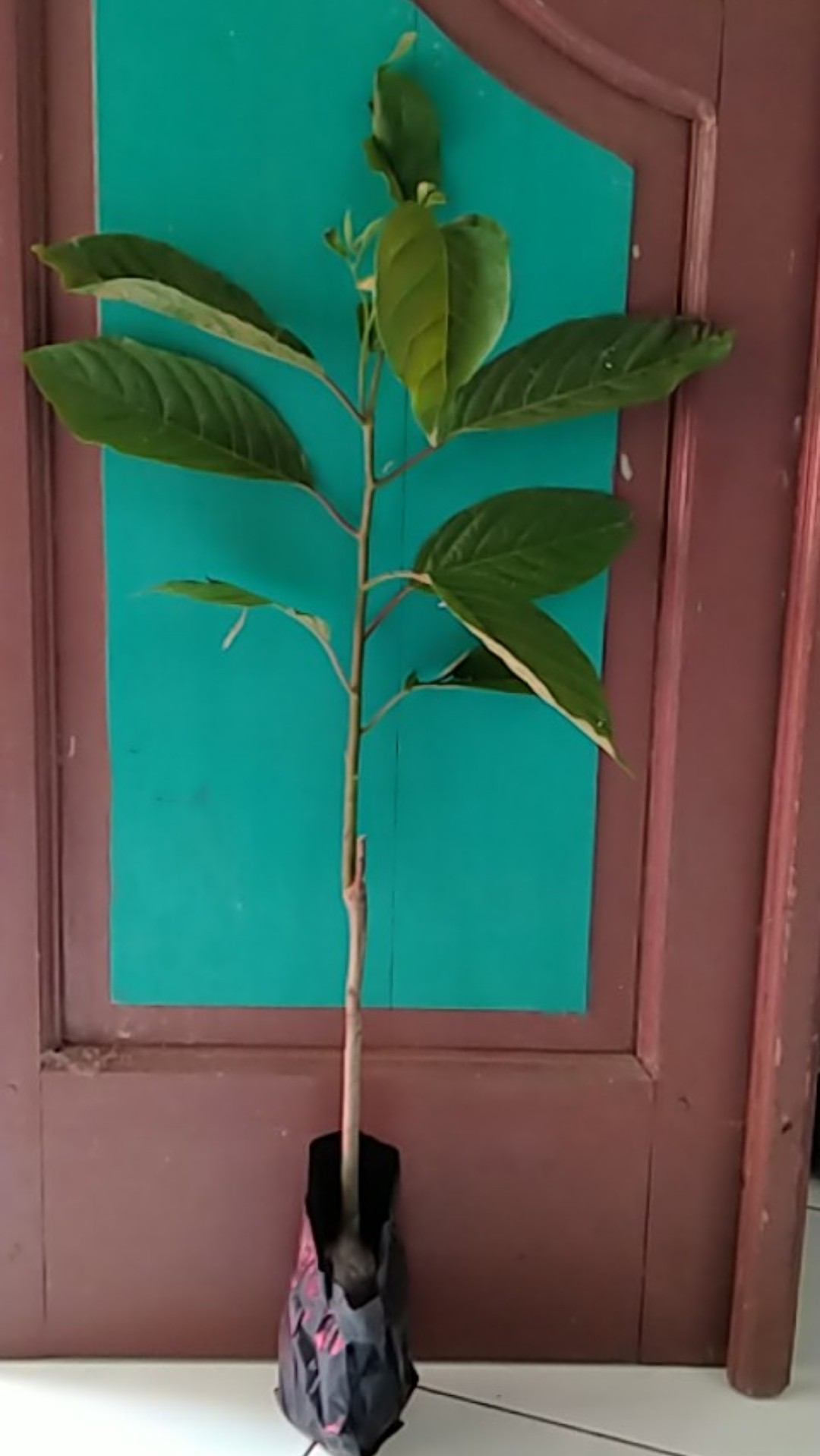 Gomprena/knop Putih