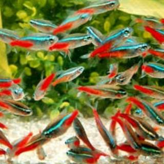 ikan hias neon tetra aquascape | shopee indonesia