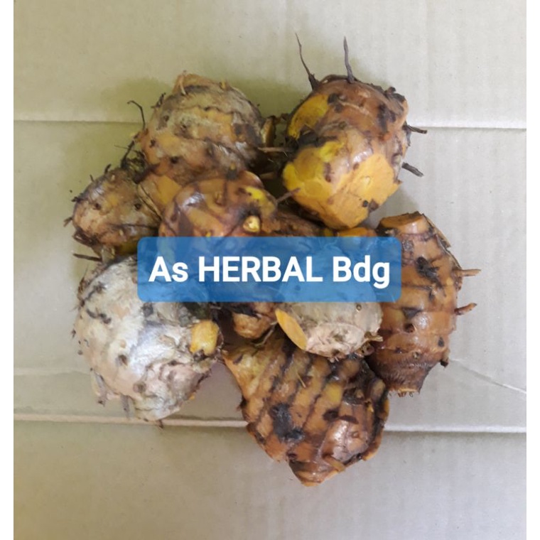 

Biang temulawak induk temulawak segar 500 gram-az