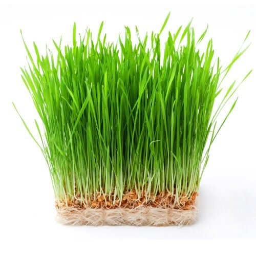 Biji / benih / bibit Micro Green Microgreen WHEATGRASS - 10 gram