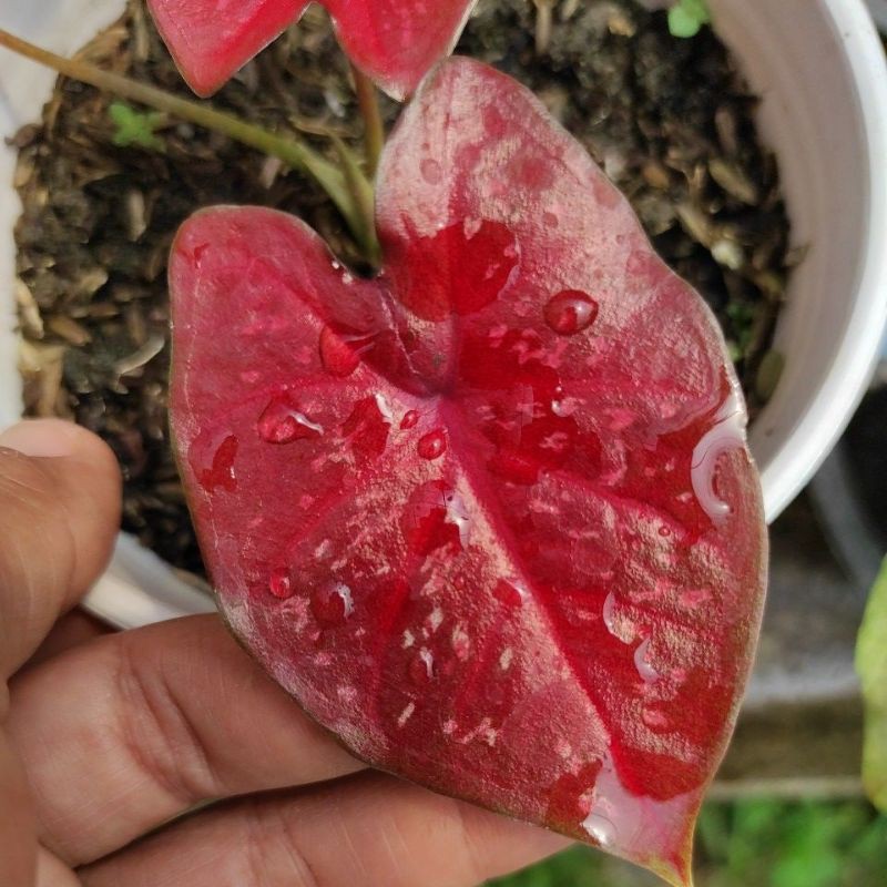 Bibit Caladium Red Guardian