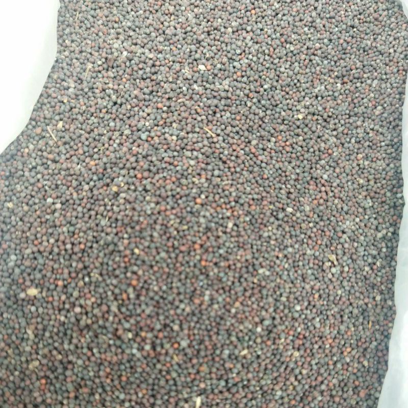 1000 gram benih sawi hijau mie ayam