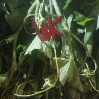 

Daun Labu Per Ikat
