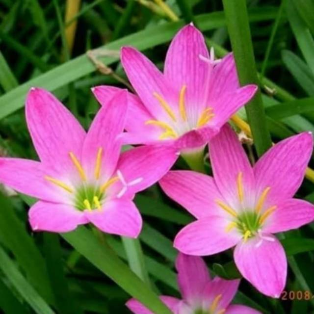 Tanaman hias day Lily pink  (Hemerocallis )- BAKUL KEMBANG