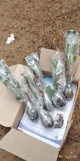 Bibit Bonsai Wahong Laut