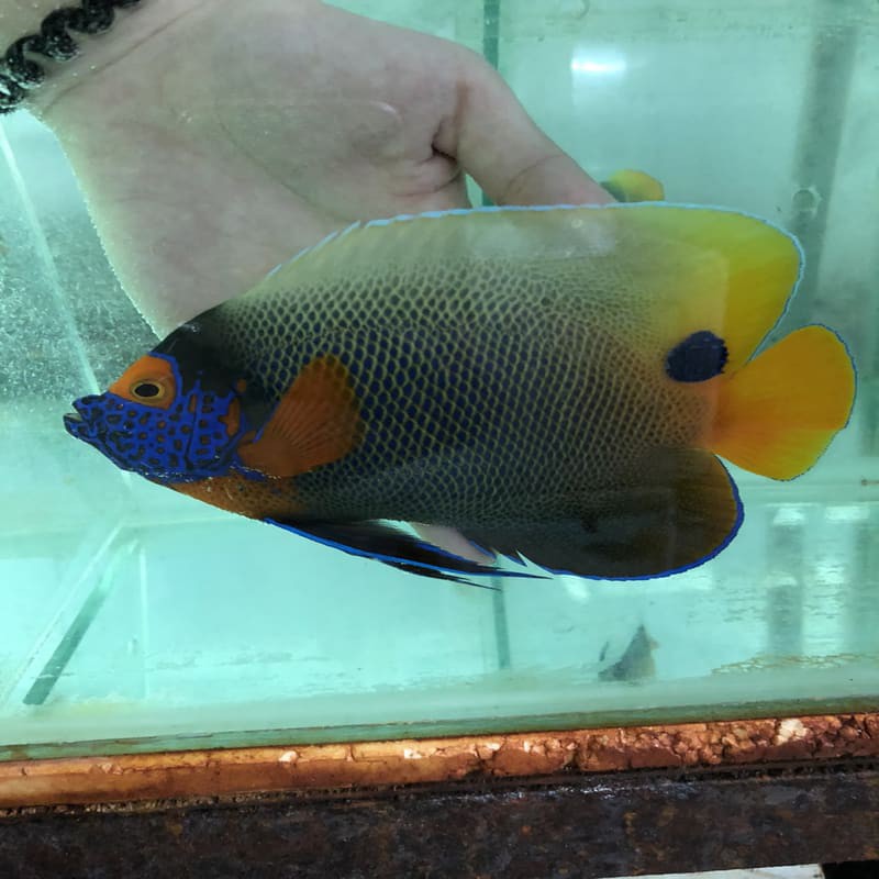 45 Jual Ikan Hias Air Laut Padang Terbaru