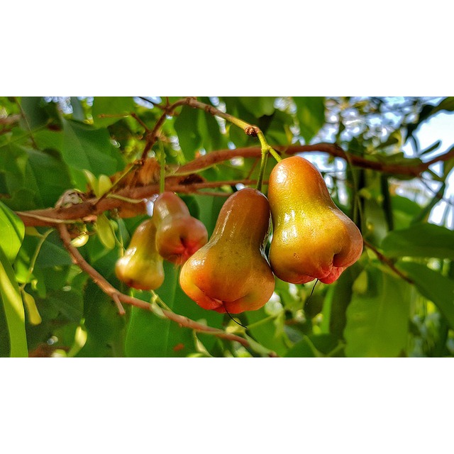 Bibit Jambu Air Kingrose/Tanaman Jambu Air Kingrose Okulasi Cepat Berbuah (Jaminan Original)