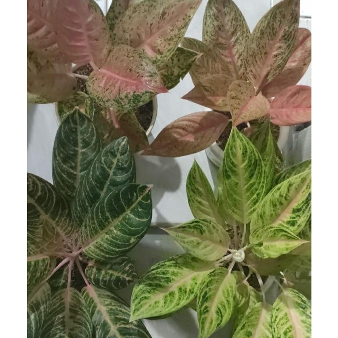 Paket Aglonema Madam Suroyo, Pamela, Red Legacy, Mahasety
