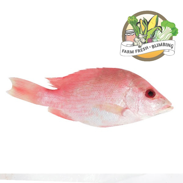 

Ikan KAKAP MERAH KECIL 430 GR Farm Fresh