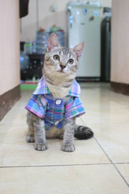 Baju kemeja kotak-kotak biru lucu untuk kucing dan anjing / baju kucing murah size S M L XL