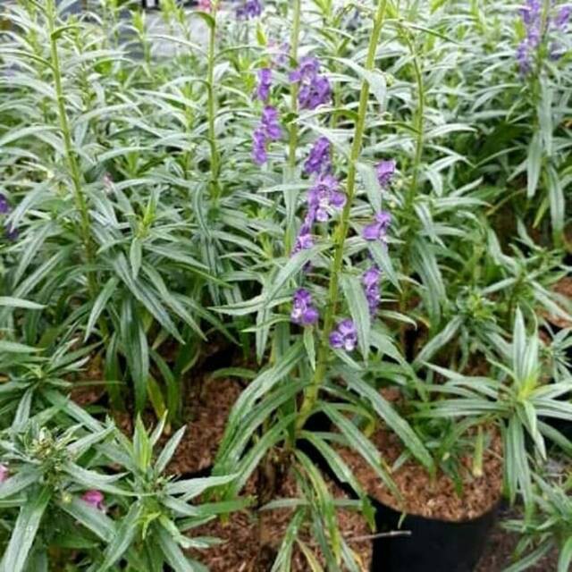 Tanaman hias lavender - pohon pengusir nyamuk