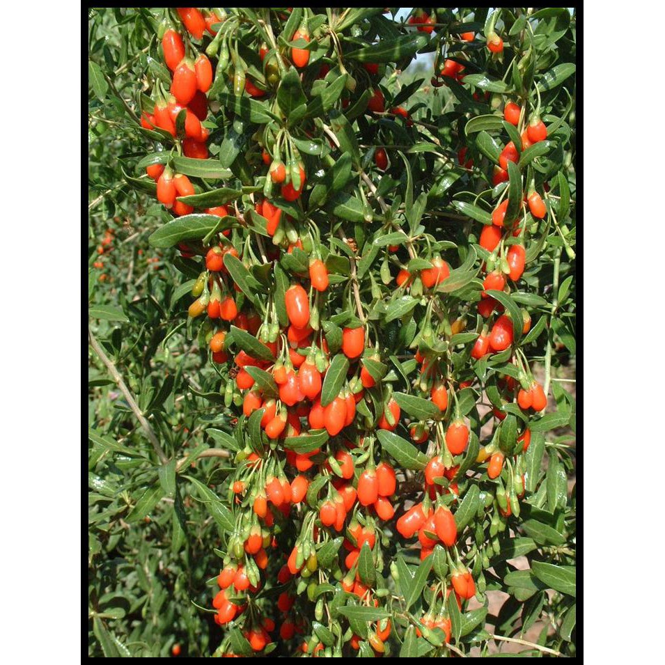 BENIH / BIBIT / BIJI GOJI BERRY (GOJI BERRY SEEDS) - IMPORT