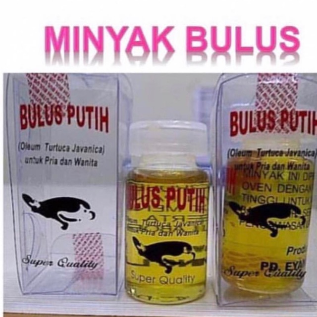 Minyak bulus original - bulus eyang // minyak bulus putih