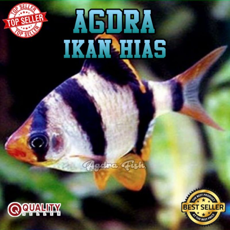 

IKAN HIAS SUMATERA