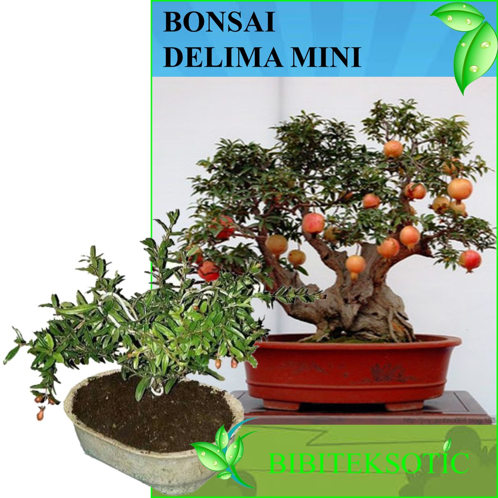 Tanaman Bonsai Delima Mini Shopee Indonesia