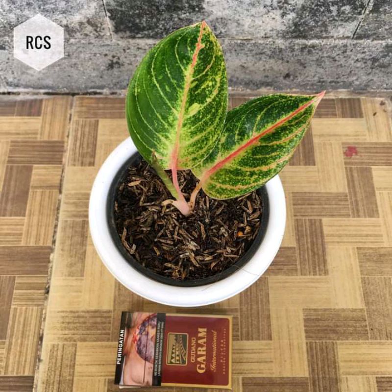 aglonema Veronica  benih aglonema