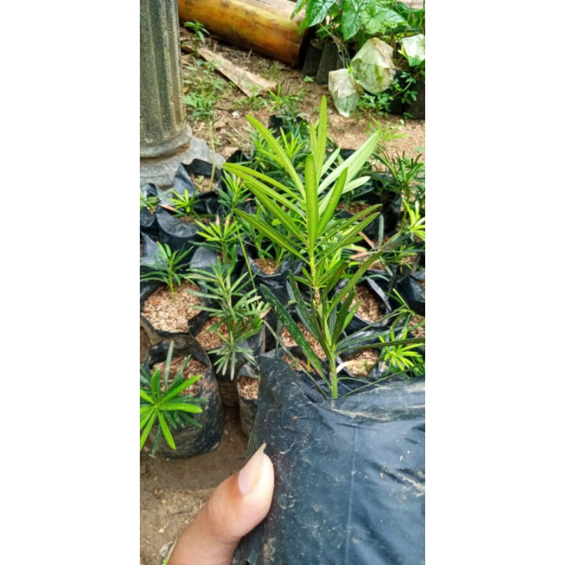 bibit bonsai lohansung lidah burung