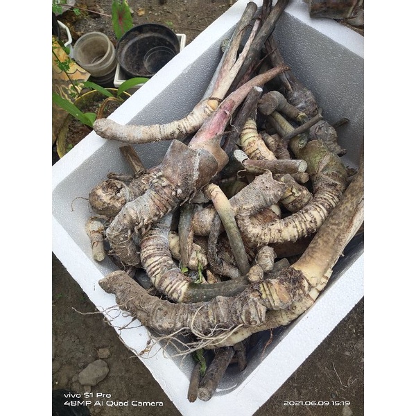 bonggol alocasia Jacklyn besar