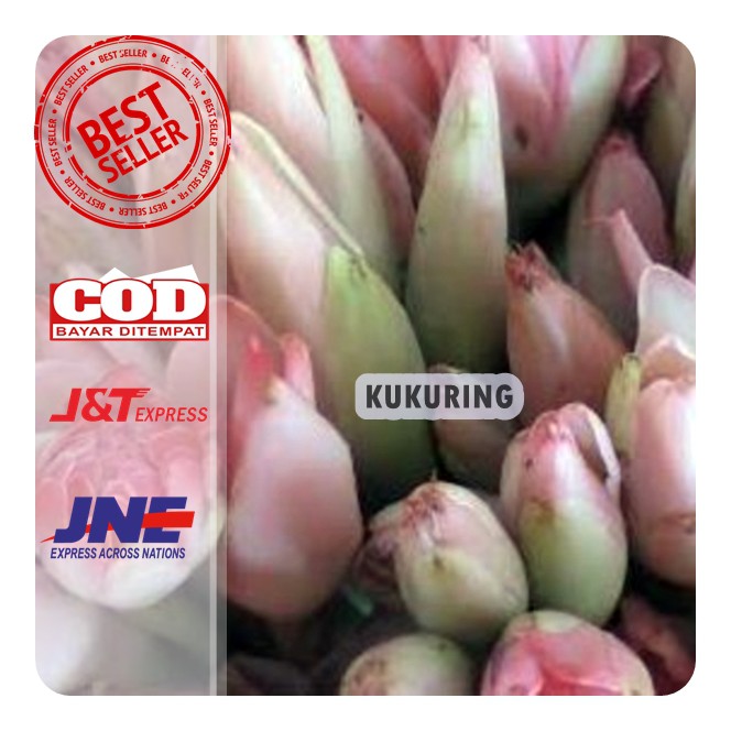 

KUKURING Promo 1kg Bunga Kecombrang Segar atau Bunga Honje Kincung - Romeh