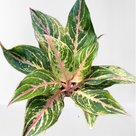 Aglonema BUTTERFLY Tanaman Aglaonema Hias Butterfly Mutasi Remaja bukan BONGGOL