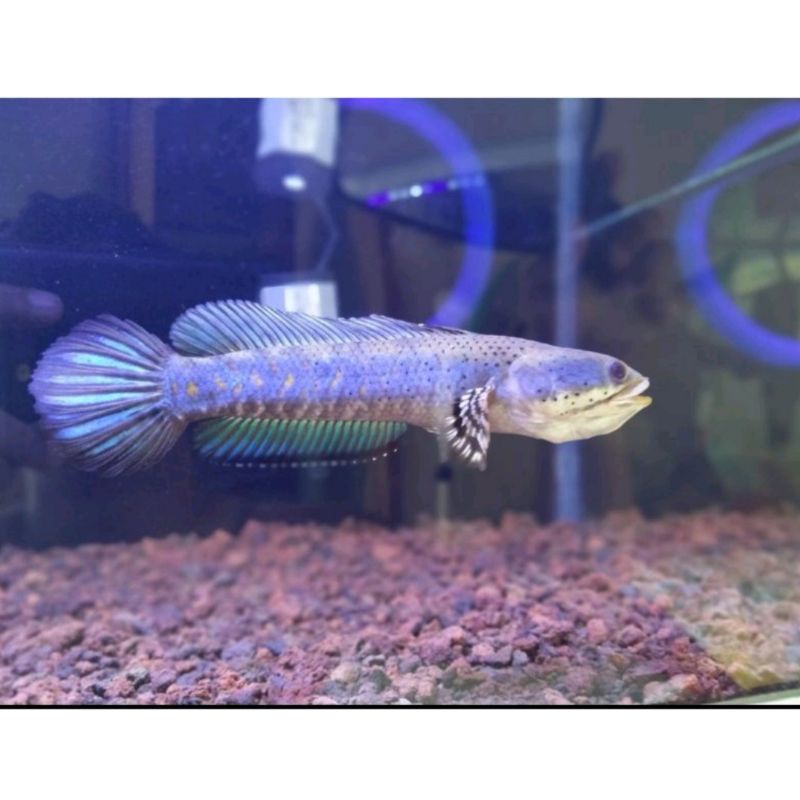 Channa Blue Pulchra 6-7cm Yellow strip tebal full premium Blue