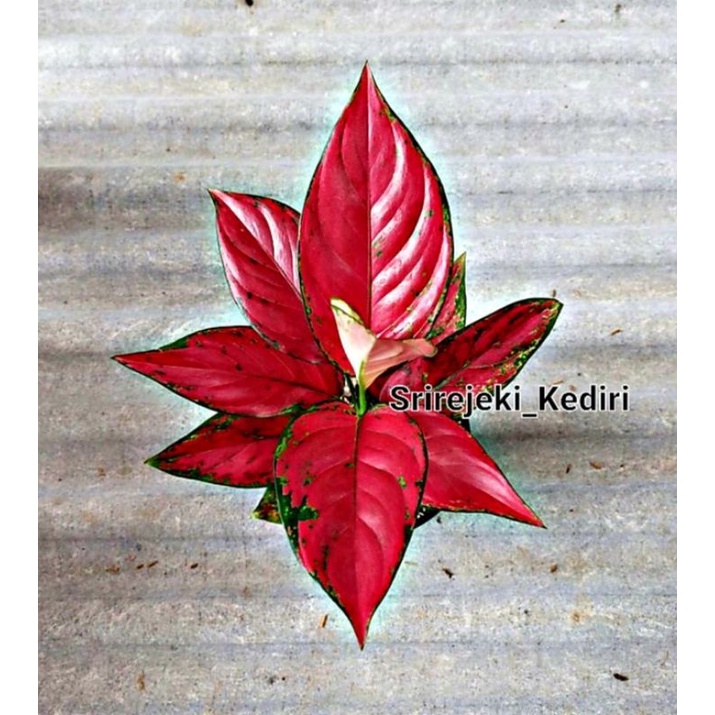 Aglonema Red Venus Remaja Rimbun / Tanaman hias bunga aglonema aglaonema Red Venus Remaja Rimbun mur