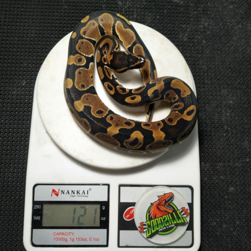 Ball Python Normal Het Pied Jantan