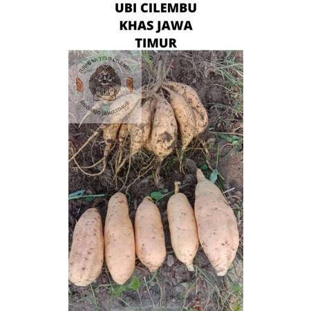 

UBI MADU CILEMBU PREMIUM PACET/TRAWAS 1Kg