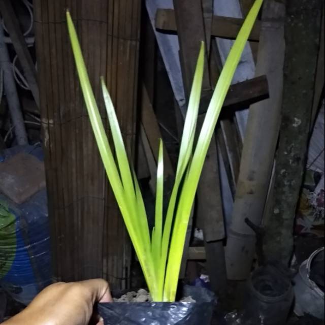 tanaman herbal dringo / dlingo