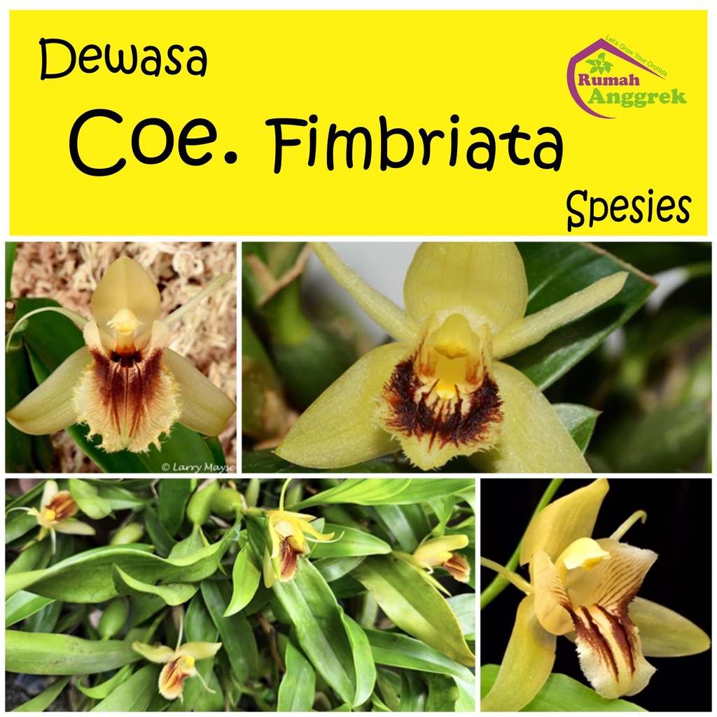Anggrek Coelogyne Fimbriata dewasa spesies fimbriatum mini paket unik bulan wangi coe selogen hitam