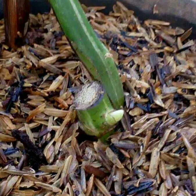 Bibit bonggol monstera variegata thaiconstulation | monstera thailand