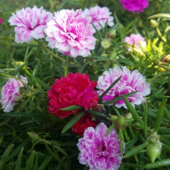 mossros/portulaca/sutra bombay/krokot/kembang jam 8