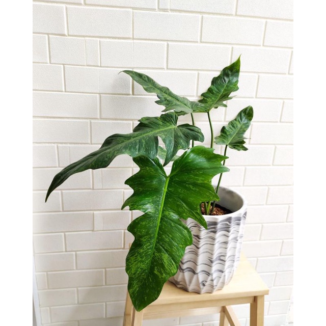 philodendron dragon varigata