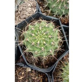 kaktus gymno/kaktus ownroot/kaktus murah pasaman