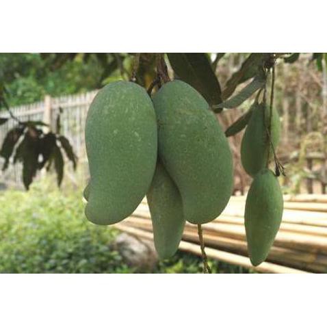 TERBARU C1LO BIBIT TANAMAN BUAH MANGGA MAHATIR 70 CM I”*