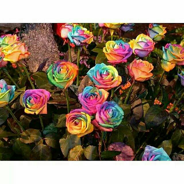 BIBIT BUNGA MAWAR MISTIK PELANGI (MYSTIC RAINBOW ROSE SEEDS )
