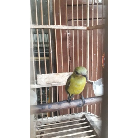 kolibri/konin betina buat cas