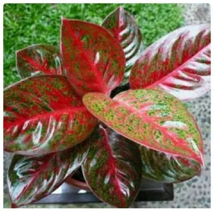 tanaman hias aglonema stardust - aglonema stardust