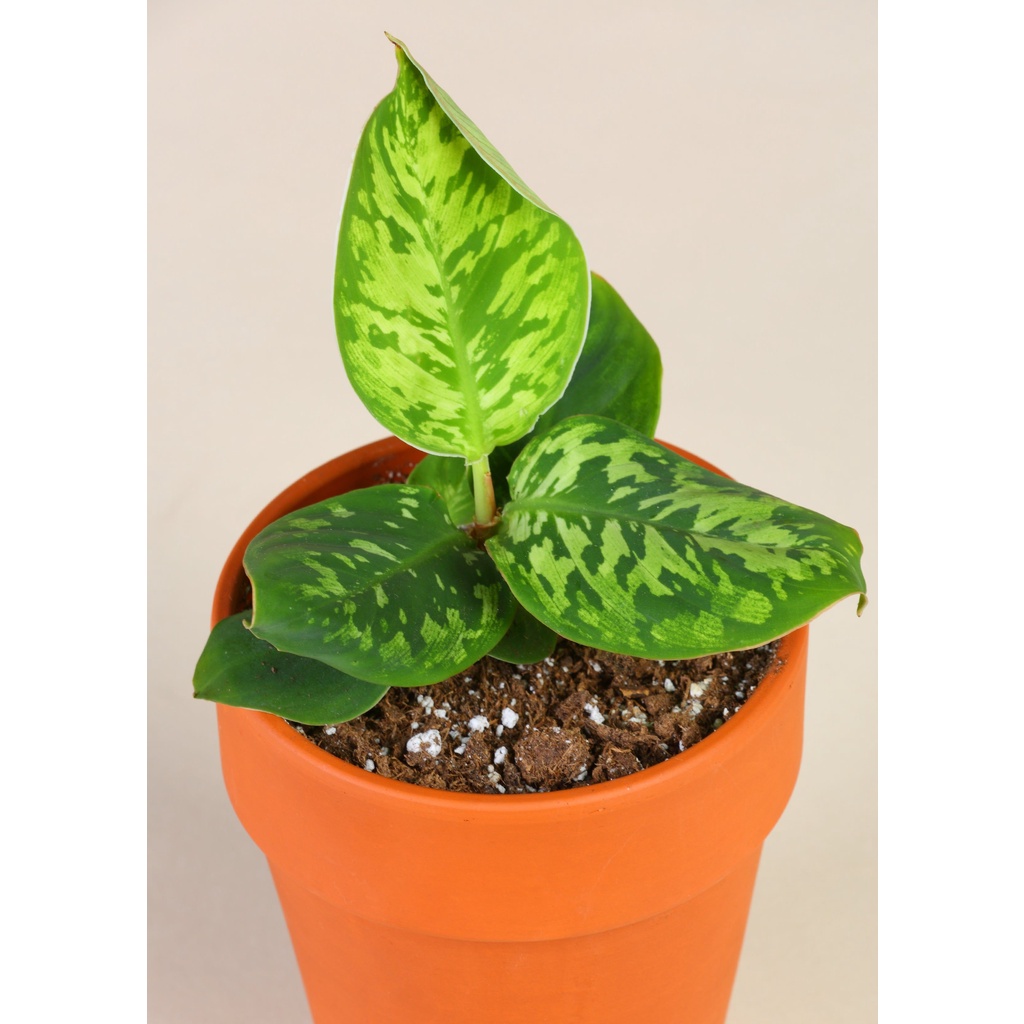 Tanaman Hias Homalomena Walisii