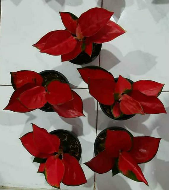 Tanaman Hias Aglonema Red Anja / Red Anjamani / Red Aglonema