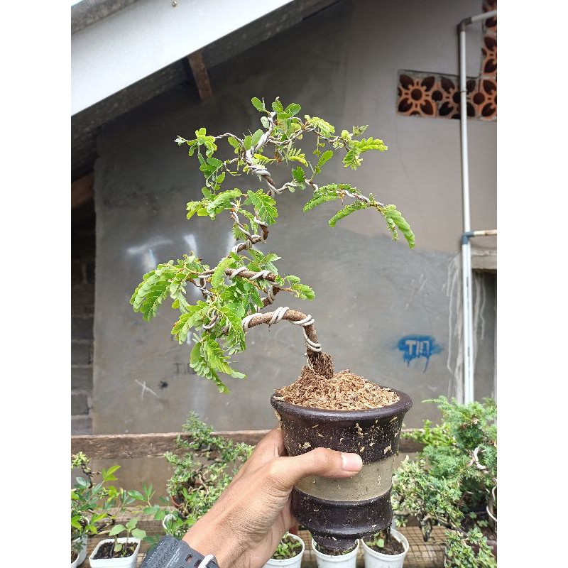 bonsai asem - tanaman hias bonsai asem