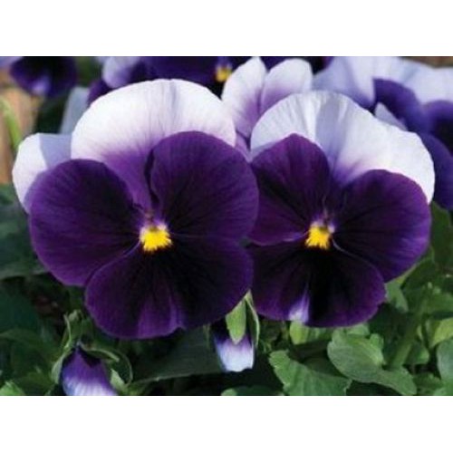 Benih Bibit Biji - Bunga Pansy Beaconsfield Flower Seeds - IMPORT