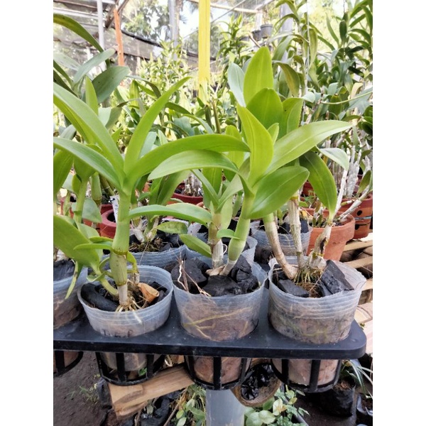 dendrobium remaja besar
