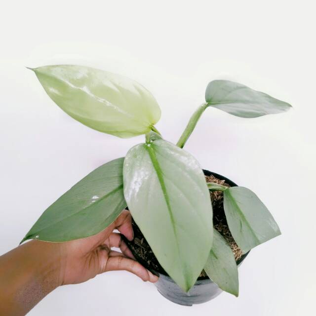 TANAMAN BUNGA PHILODENDRON HASTATUM SILVER BUNGA MURAH TERAWAT PHILO SWOR SILVER