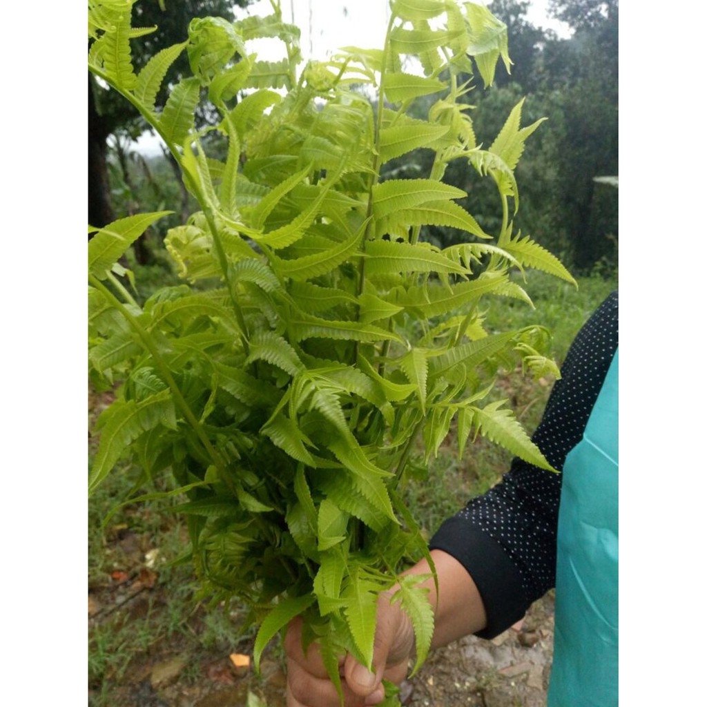

Daun Pakis