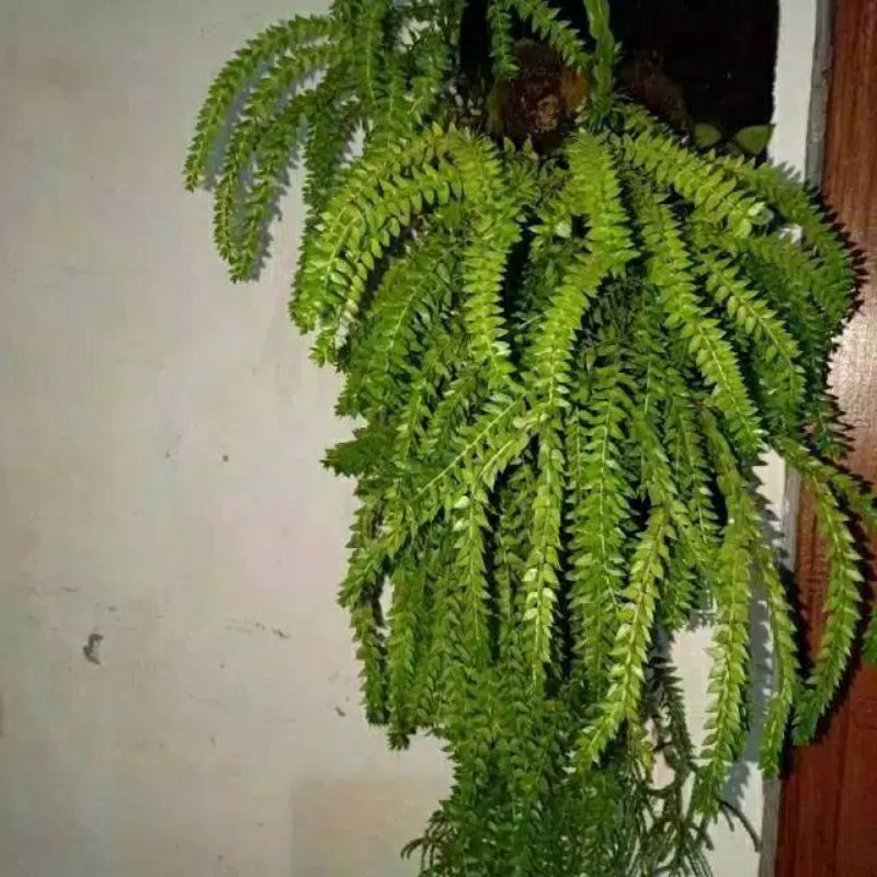 Tanaman Hias Huperzia/kumpay