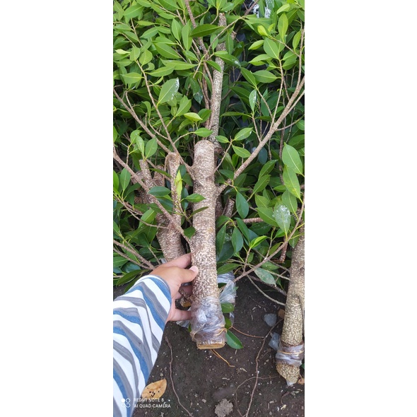 Cangkok Kimeng Murah/Besar kisaran lengan anak/tinggi kisaran 35cm bahan ground