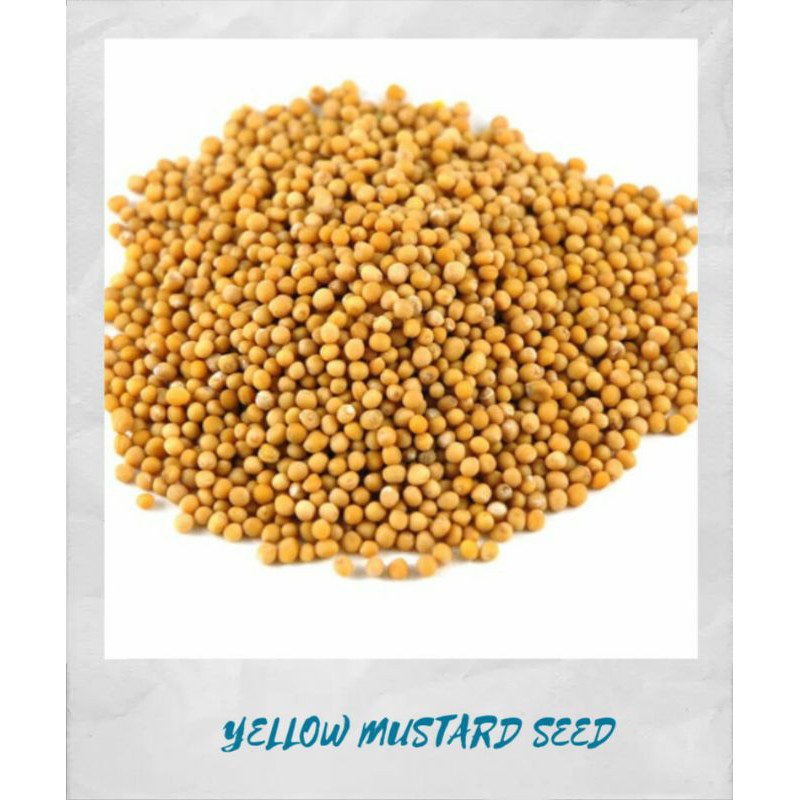 

YELLOW MUSTARD SEED 500 GR / BIJI SAWI (MUSTARD) KUNING 500 GR